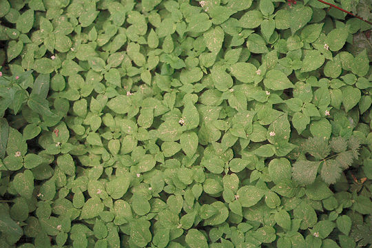 Image of small enchanter's nightshade