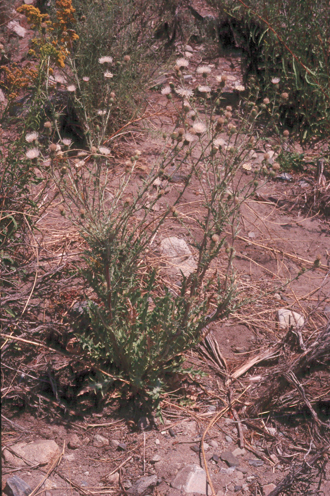 Plancia ëd Cirsium mohavense (Greene) Petr.