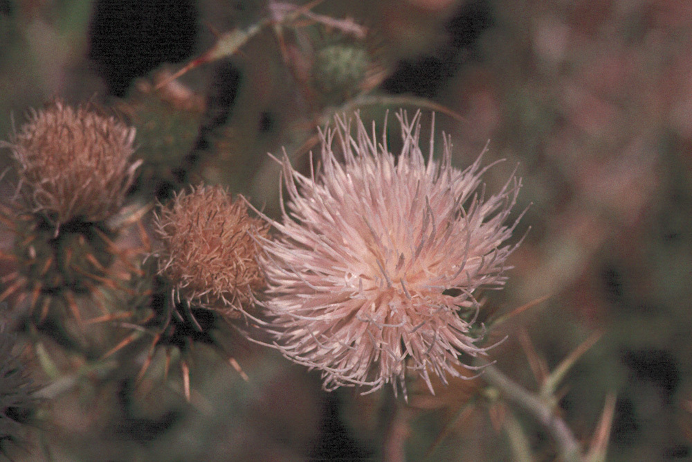 Plancia ëd Cirsium mohavense (Greene) Petr.