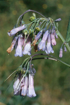 Image of tall fringed bluebells