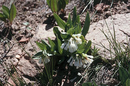 Image of <i>Mertensia oblongifolia</i> var. <i>nevadensis</i>