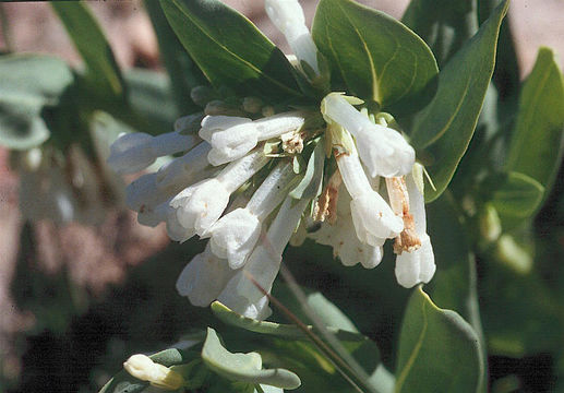 Image of <i>Mertensia oblongifolia</i> var. <i>nevadensis</i>