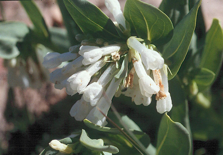 <i>Mertensia oblongifolia</i> var. <i>nevadensis</i> resmi