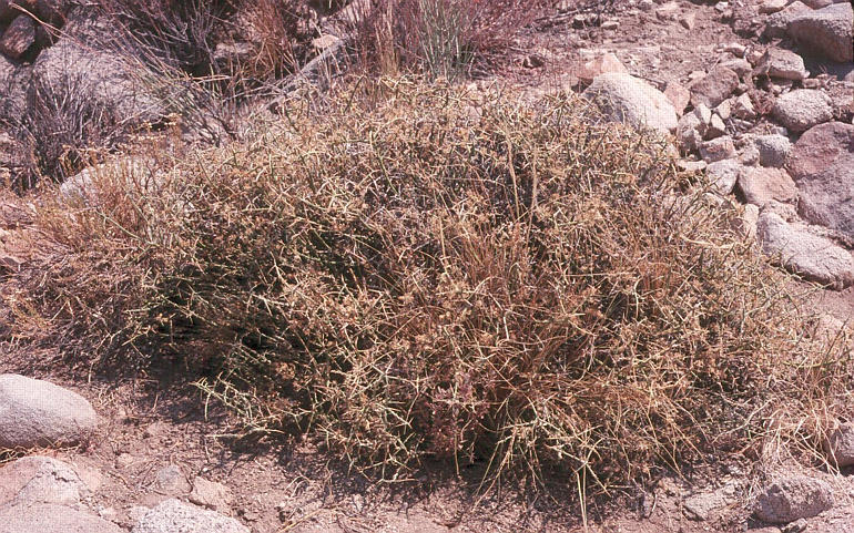 Image of spiny menodora