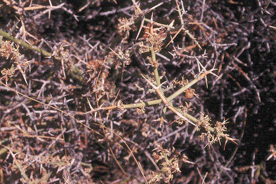 Image of spiny menodora