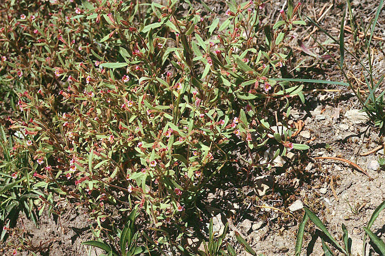 Plancia ëd <i>Mimulus breweri</i>