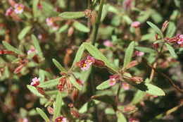 Image of <i>Mimulus breweri</i>