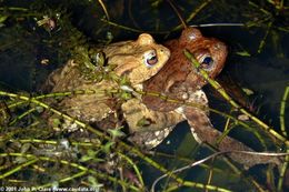 Image of Common Toad