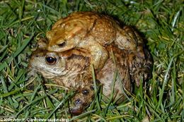 Image of Common Toad