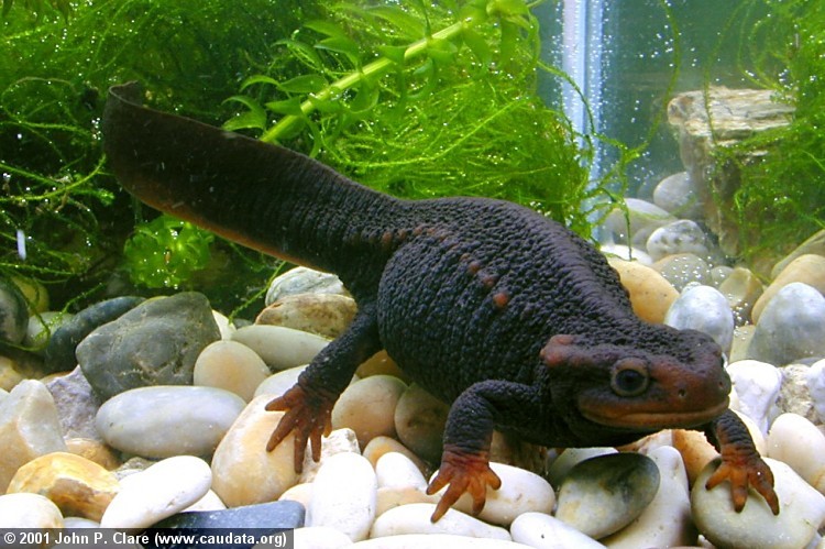 Image of Crocodile Newt