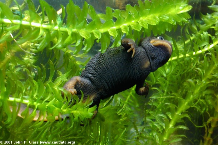 Image of Crocodile Newt