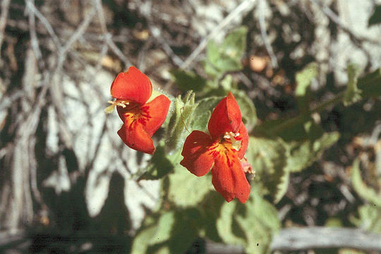 Image of <i>Mimulus cardinalis</i>