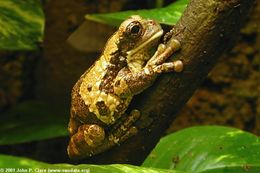 Image of marbled tree frog
