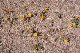 Plancia ëd <i>Mimulus nanus</i>