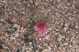 Plancia ëd <i>Mimulus nanus</i>