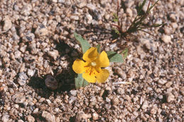 Plancia ëd <i>Mimulus nanus</i>