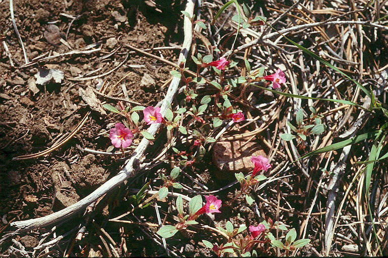 Image of <i>Mimulus torreyi</i>