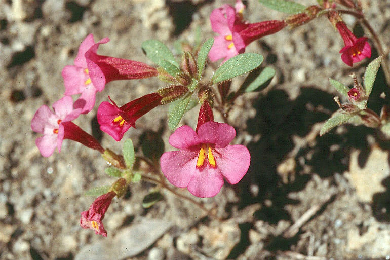 Image of <i>Mimulus torreyi</i>