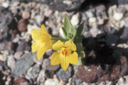 Image of <i>Mohavea breviflora</i>