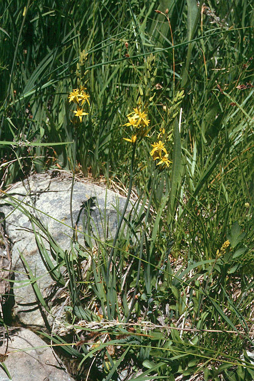 Image of California bog asphodel