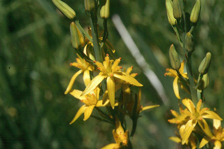 Image of California bog asphodel