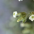 Image of <i>Nicotiana <i>obtusifolia</i></i> var. obtusifolia