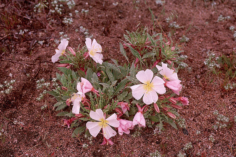 Imagem de Oenothera deltoides Torr. & Frem.