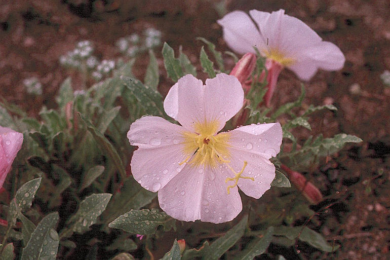 Imagem de Oenothera deltoides Torr. & Frem.