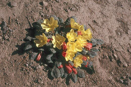 Imagem de Oenothera xylocarpa Coville