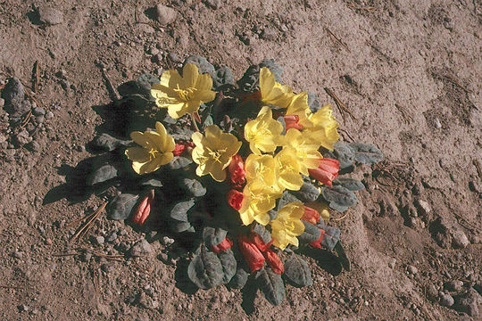 Imagem de Oenothera xylocarpa Coville