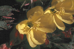 Imagem de Oenothera xylocarpa Coville