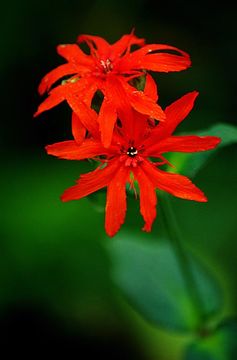 Image de <i>Lychnis fulgens</i>