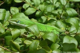 Image of American Anole