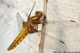 Image of Broad-bodied chaser