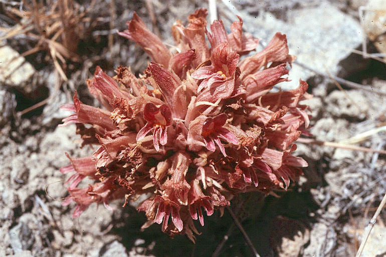 Image of <i>Orobanche corymbosa</i>