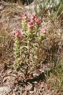 Orthocarpus cuspidatus subsp. copelandii (Eastw.) T. I. Chuang & L. R. Heckard resmi