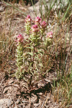 Imagem de Orthocarpus cuspidatus subsp. copelandii (Eastw.) T. I. Chuang & L. R. Heckard