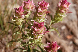 Image of Copeland's owl's-clover