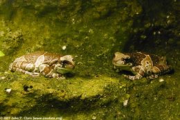 Image of Amazon Milk Frog