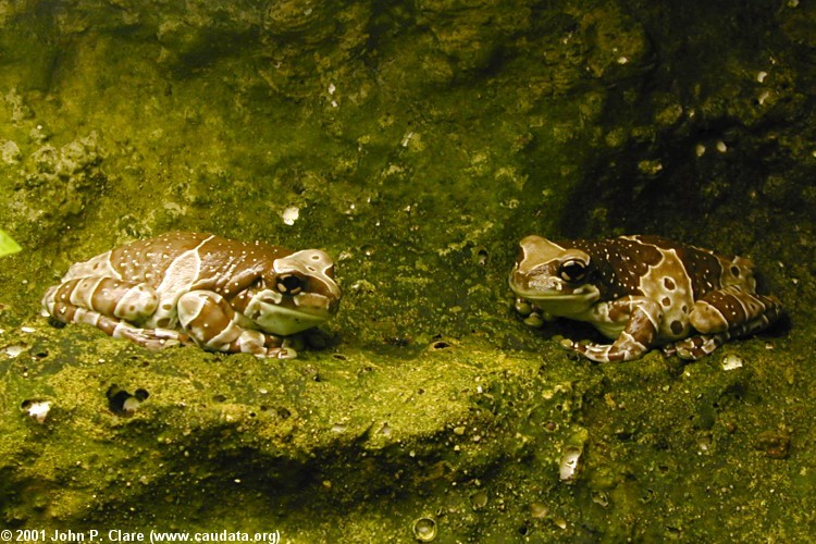 Image of Amazon Milk Frog