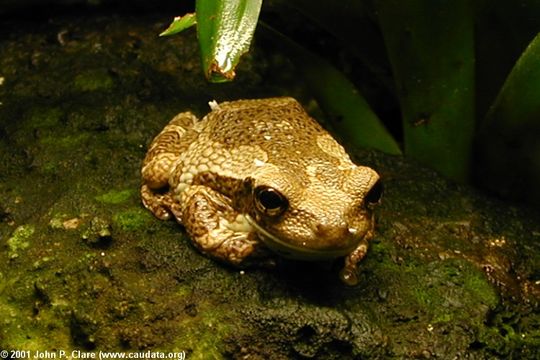 Image of marbled tree frog