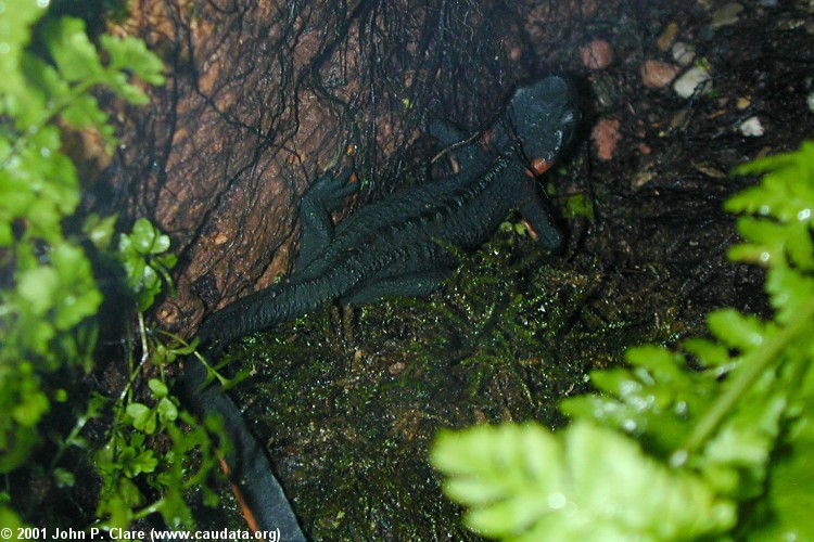 Image of Pusakang crocodile newt