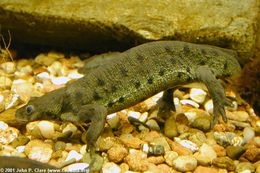 Image of Sharp-ribbed Salamander