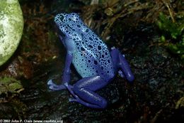 Image of Dyeing Poison Frog