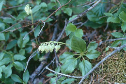 Image of sidebells wintergreen