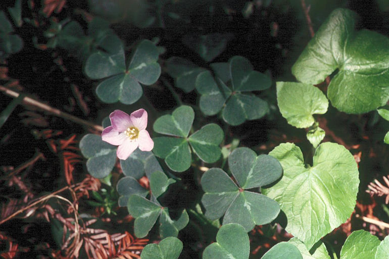 Image of redwood-sorrel