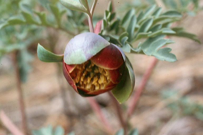 Sivun Paeonia brownii Dougl. kuva