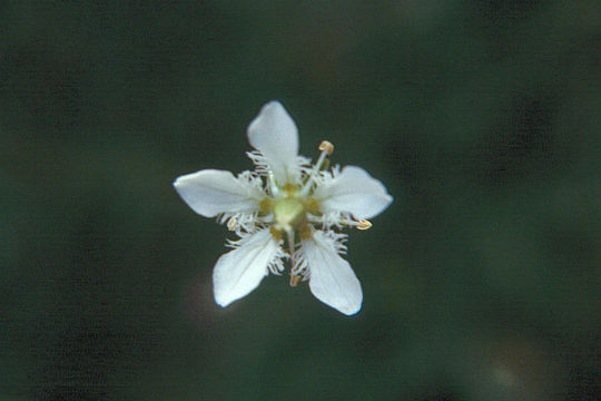 Image of fringed grass of Parnassus