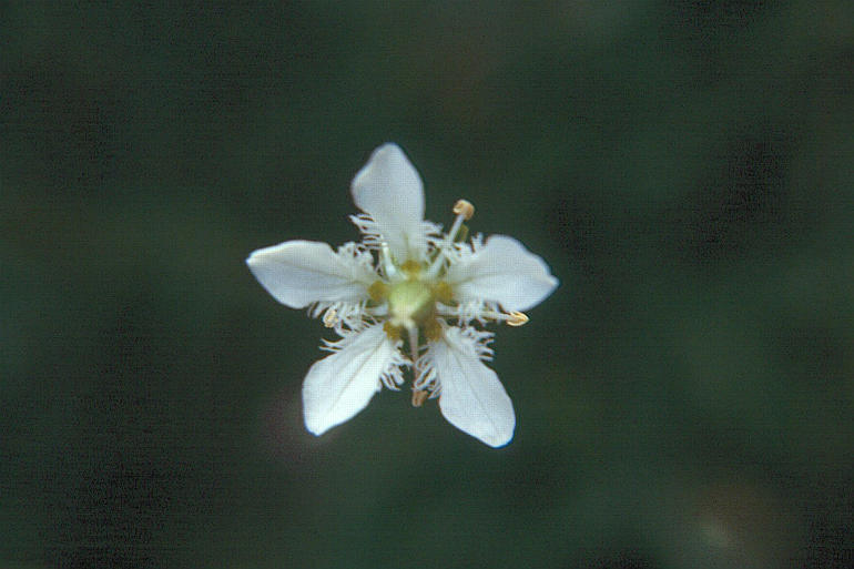 Image of fringed grass of Parnassus