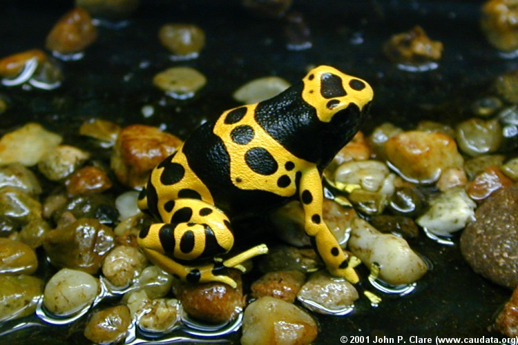 Image of Yellow-headed Poison Frog